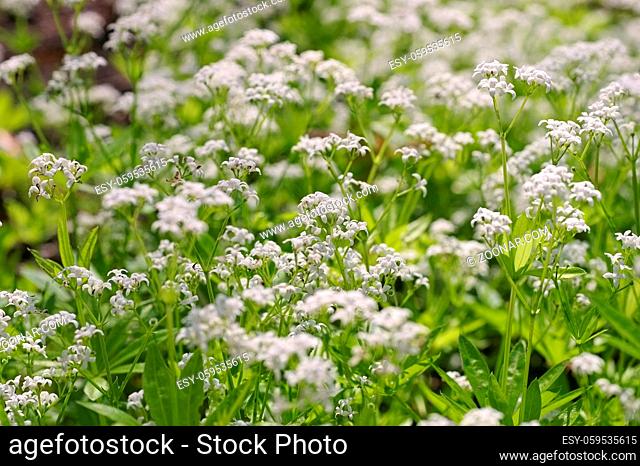Waldmeister oder Galium odoratum - sweetscented bedstraw or Galium odoratum, a herbal plant