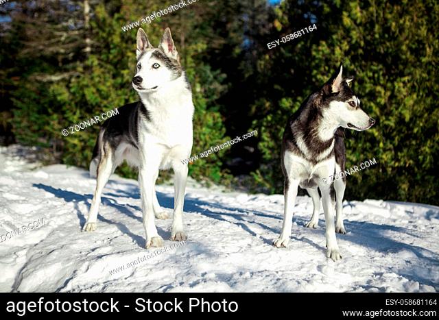 Portrait of a Husky couple on a sunny winter day out, with cedar trees in the background