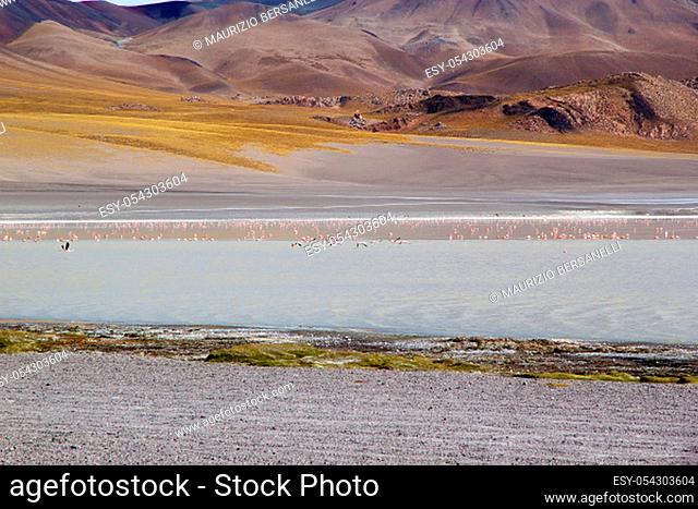 Laguna Grande in the Catamarca Province at the Puna de Atacama, Argentina. Puna de Atacama is an arid high plateau in the Andes of northern Chile and Argentina