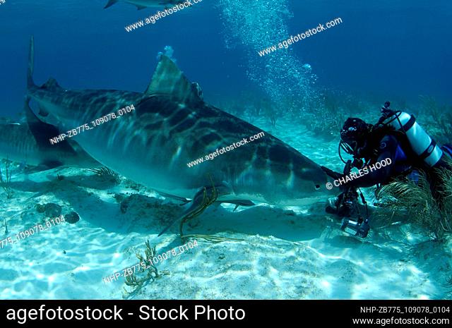 Diver and tiger shark  Date: 07/11/2003  Ref: ZB775-109078-0104  COMPULSORY CREDIT: Oceans Image/Photoshot