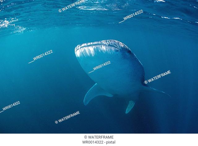 Whale Shark, Rhincodon typus, Indian Ocean, Maldives