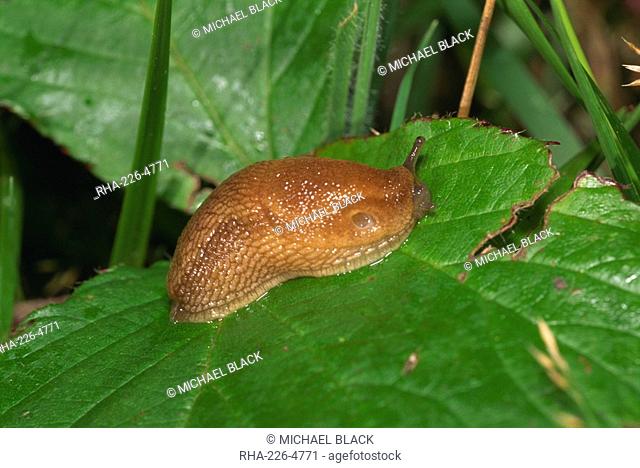 Garden slug Arion hortensis, Devon, England, United Kingdom, Europe