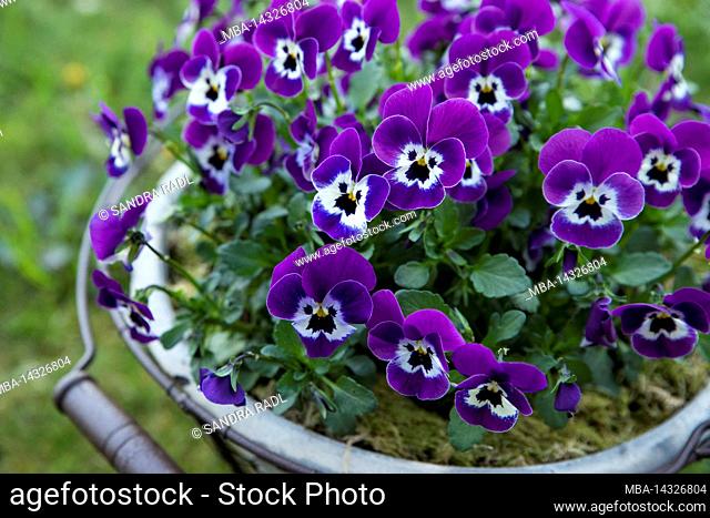 Horned violet (Viola cornuta) in a pot, flowers in purple and white