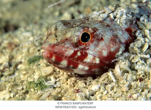 Clearfin lizardfish, Synodus dermatogenys, Micronesia, Pacific, Palau