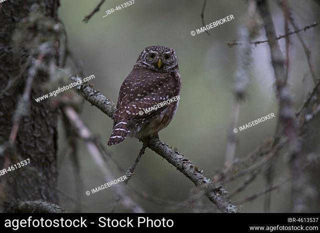 Pygmy owl (Glaucidium passerinum) sitting on a branch in a boreal coniferous forest, Northern Ostrobothnia, Finland, Europe