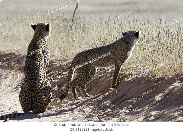 Cheetahs (Acinonyx jubatus), adult female sitting with her standing baby, on a dirt road, alert, Kgalagadi Transfrontier Park, Northern Cape, South Africa