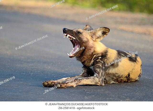 African wild dog (Lycaon pictus), lying in the middle of the road, yawning, Kruger National Park, South Africa, Africa