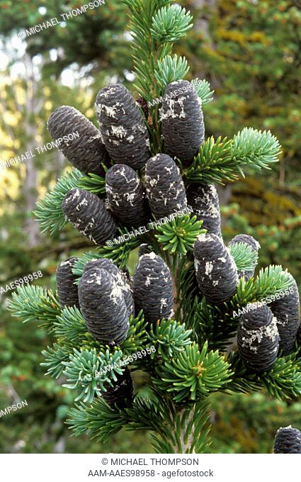 Alpine Fir or White Balsamm Fir, dark Cones, Eagle Cap Wilderness, Oregon (Abies lasiocarpa)