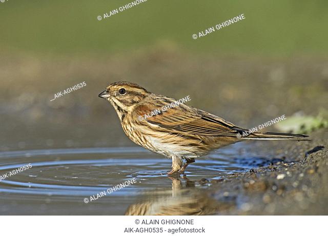 Female Common Reed Bunting