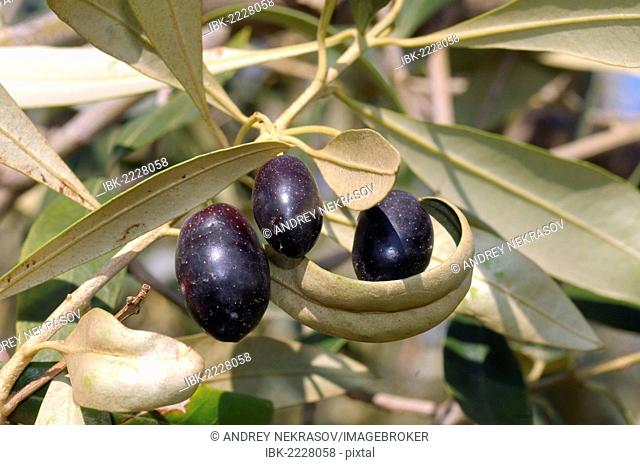 Olives (Olea europaea) on tree, Greece, Europe