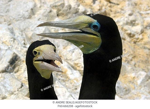 Couple of brown booby, Sula leucogaster, displaying cooling behavior,  St. Peter and St. Paul's rocks, Brazil, Atlantic Ocean
