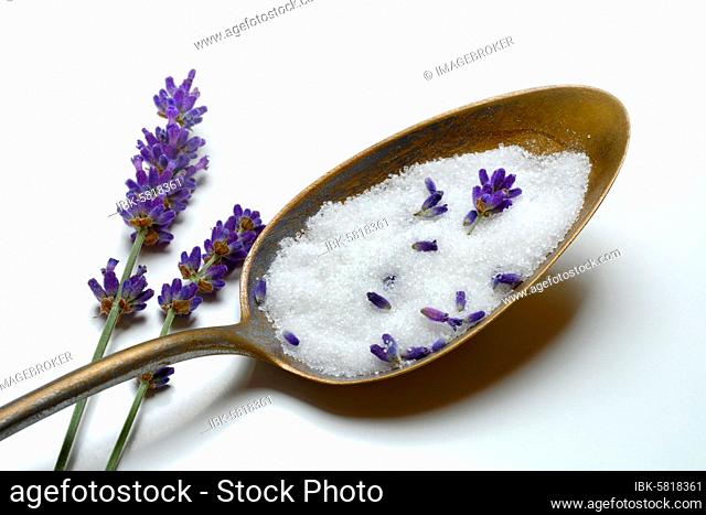 Lavender sugar in spoon and lavender flowers, Germany, Europe