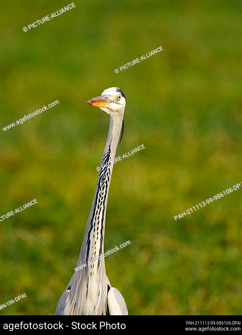 13 November 2021, Berlin: 13.11.2021, Berlin. A grey heron (Ardea cinerea), also known as a heron, stands in a meadow during its hunt for mice and other small...