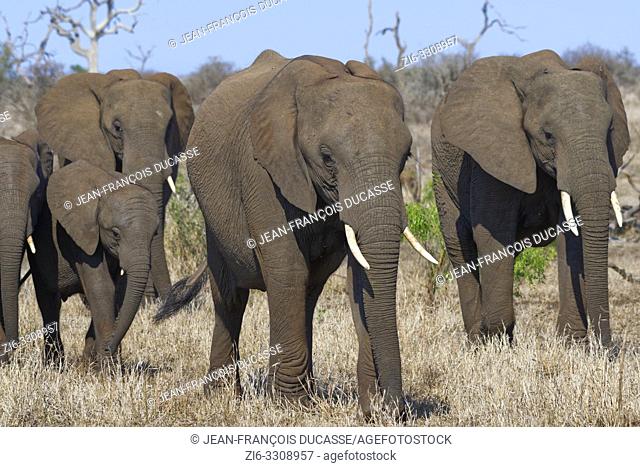 African bush elephants (Loxodonta africana), elephant cows with young, walking on dry grass, Kruger National Park, South Africa, Africa