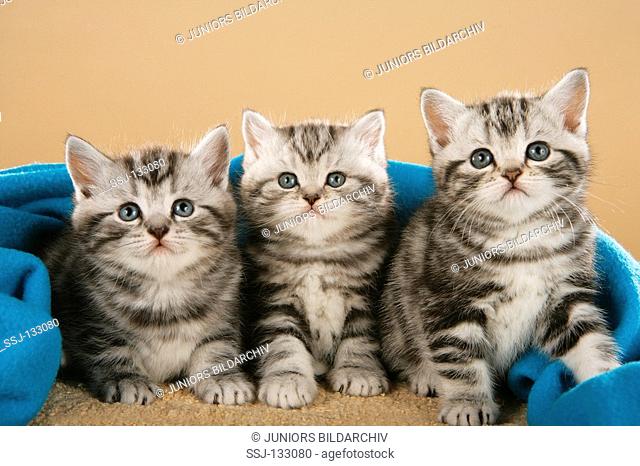 three British Shorthair kittens - lying under blanket