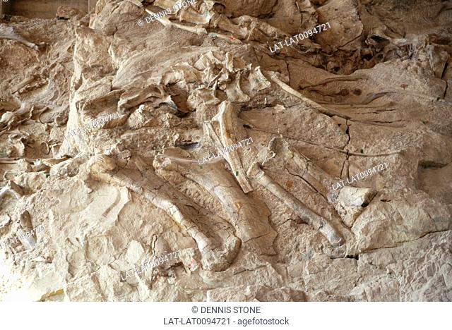 In Dinosaur national monument park, there have been many discoveries of bones of giant ancient mammals. This park has fossils of dinosaurs including Allosaurus...