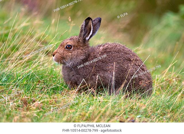 Mountain Hare Lepus timidus adult, sitting in grass on moorland, Lammermuir Hills, Scottish Borders, Scotland, september