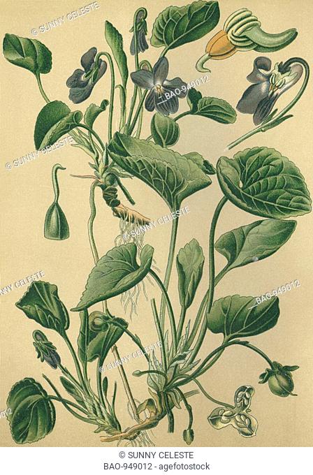 Historical chromo image 1880 of medicinal plant violet, viola odorata, viola mammola