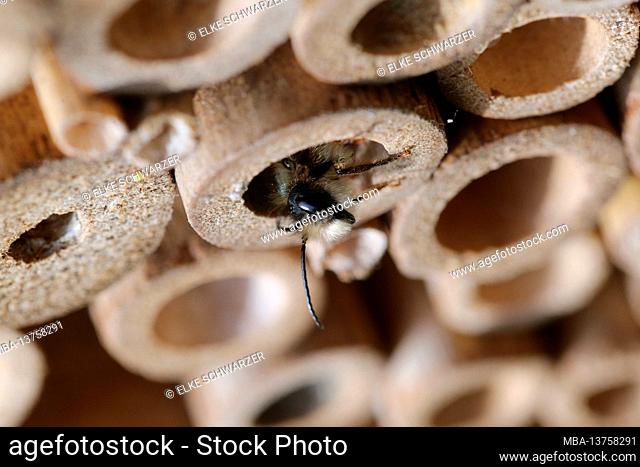 Male of the red mason bee (Osmia bicornis) on the nesting aid made of bamboo tubes