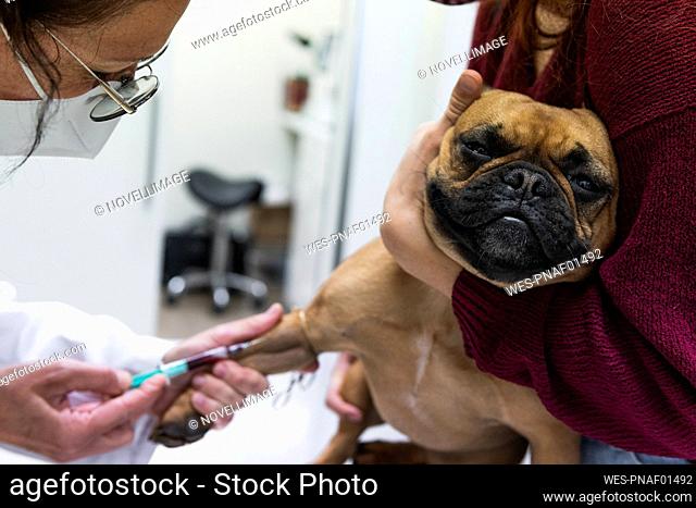 Young woman holding French Bulldog while female veterinarian drawing blood at medical clinic