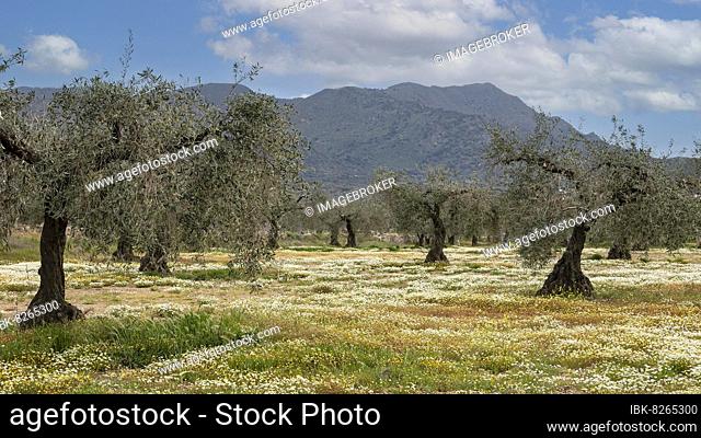 Alter Olivenhain im Frühling, Extremadura, Spanien