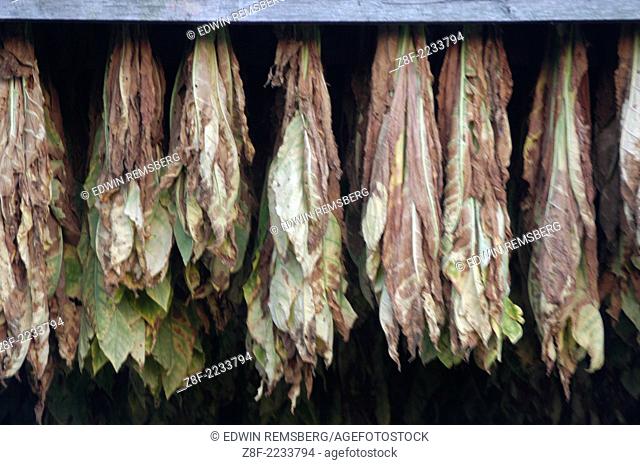 Tobacco in Maryland