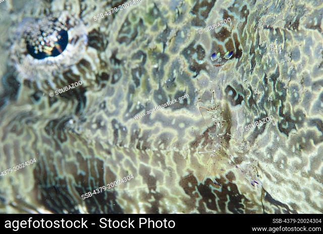 The skin of a Crocodilefish, Cymbacephalus beauforti, with a Cleaner Shrimp, Periclimenes sarasvati, and the Crocodilefish's eye in the background