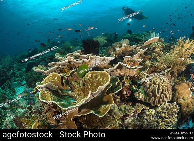 Scuba Diver over Coral Reef, Alor, Indonesia