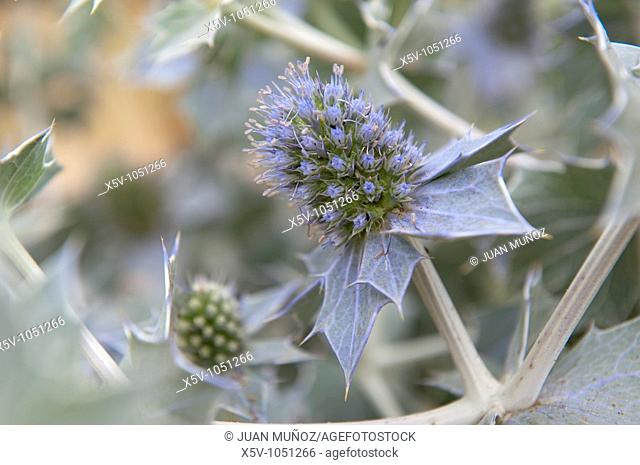 Flora of the Odiel Marshes Natural Park. Biosphere Reserve. Thistle Tues. Eryngium maritimum. Huelva. Andalucia. Spain