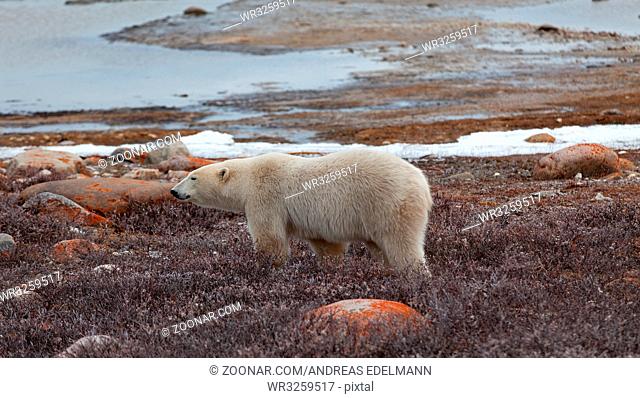 Ein Eisbär läuft am Ufer der Hudson Bay