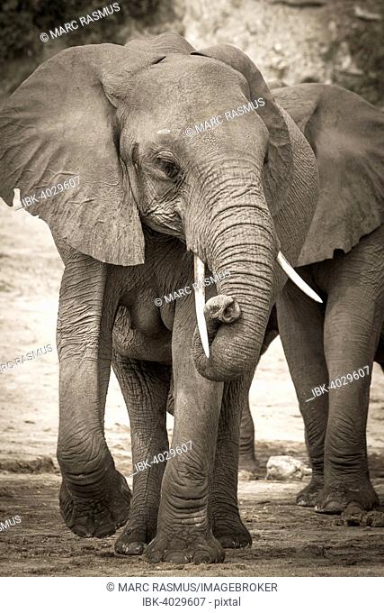 African Elephant (Loxodonta africana) with curled up trunk, Chobe National Park, Botswana