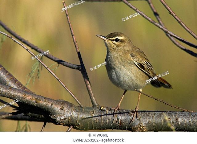 rufous scrub robin, rufous-tailed scrub robin, rufous warbler Agrobates galactotes, Cercotrichas galactotes, male sitting on a branch, Greece, Lesbos
