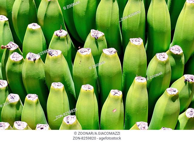 Banana Plantation Field in the Canary Islands