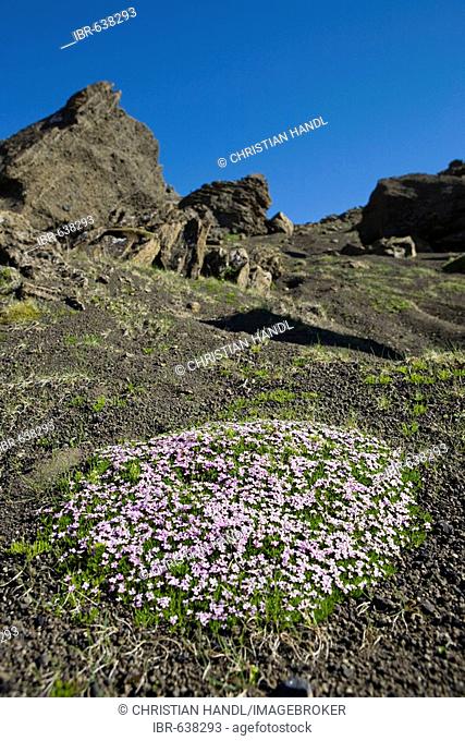 Moss Campion (Silene acaulis) and bizarre rock formations, rhyolite tuff, Selvellir, Snaefellsness Peninsula, Iceland, Atlantic Ocean