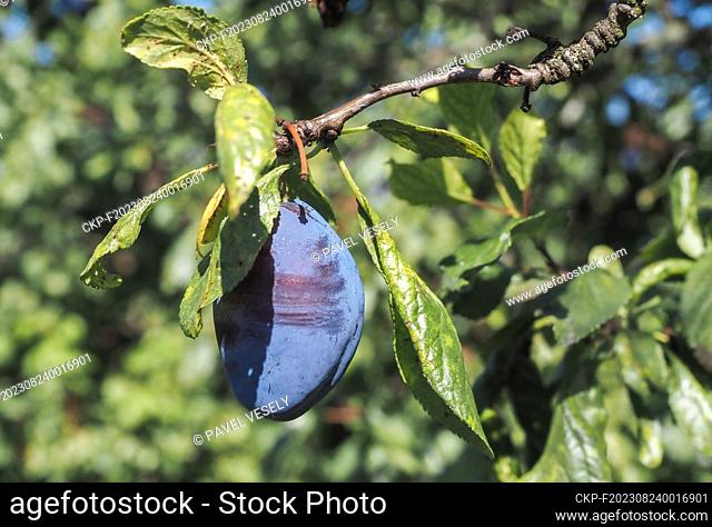 Plum fruits (Prunus domestica fruit) on a plum tree in fruit orchard in Prague, Czech Republic, August 15, 2023. (CTK Photo/Pavel Vesely)