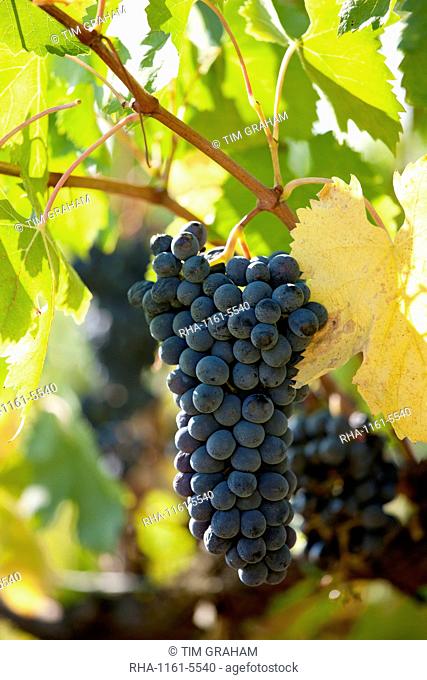 Sangiovese Chianti Classico grapes ripe for picking at Pontignano in Chianti region of Tuscany, Italy