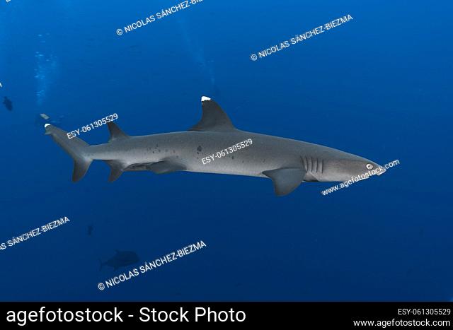Whitetip shark (Triaenodon obesus) swimming in the blue