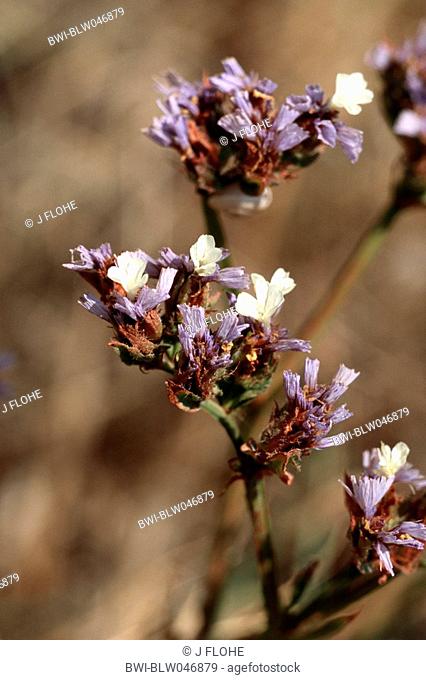 sinuata statice, perennial sea-lavender, winged sea-lavender, wavyleaf sea-lavender Limonium sinuatum, blooming plant, Greece, Creta