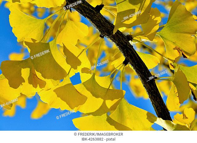 Autumnal leaves on at Gingko tree (Ginkgo biloba), blue sky, North Rhine-Westphalia, Germany