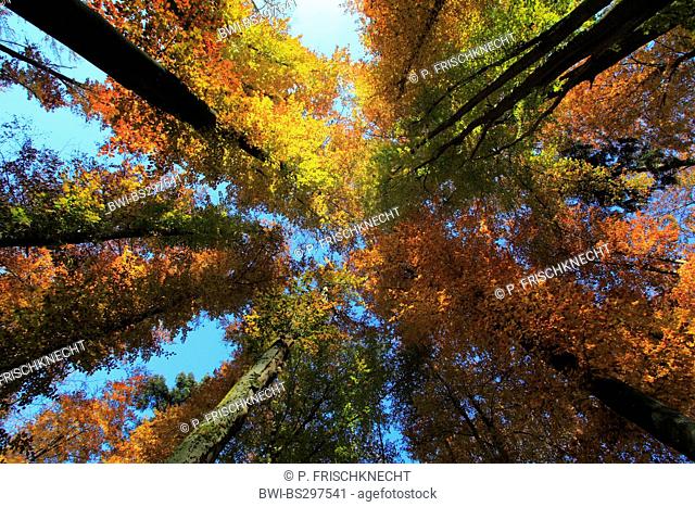 common beech (Fagus sylvatica), view up to the tree tops of a beech forest in autumn colouration, Switzerland, Valais