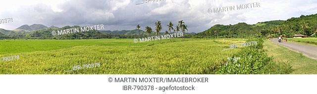 Large rice field or paddy near Kuta, Lombok Island, Lesser Sunda Islands, Indonesia