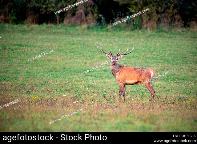 Red deer, cervus elaphus, stag looking to camera on a green meadow in autumn. Wild animal in nature with empty space for text