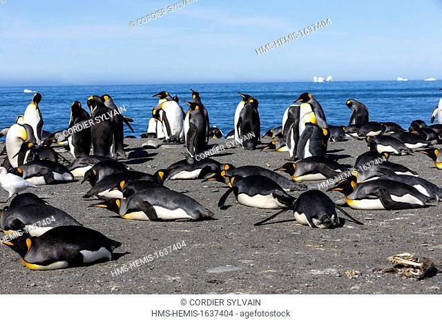 Antarctic, South Georgia Island, Saint Andrews plains, King Penguin (Aptenodytes patagonicus), adult