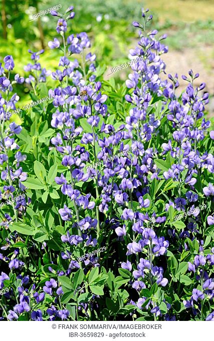 Lupine, Blue Wild Indigo or Blue False Indigo (Baptisia australis), flowering, ornamental and dye-producing plant in North America, Thuringia, Germany