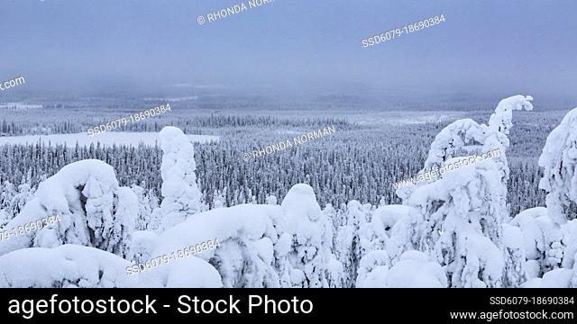 High angle scenic view of snow covered wilderness area in Kuusamo, Finnish Lapland. Sentinels of Lapland