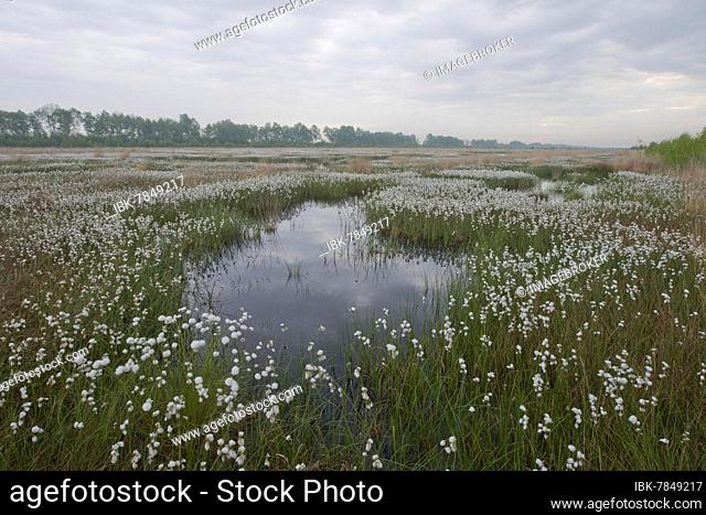 Hare's-tail cottongrass (Eriophorum vaginatum) in a bog, Emsland, Lower Saxony, Germany, Europe