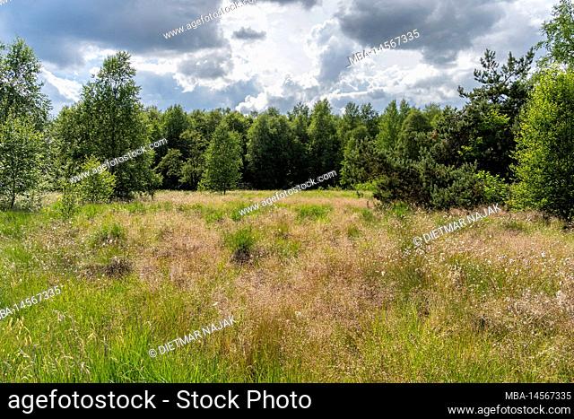 Black Moor nature reserve, Rhön Biosphere Reserve, Lower Franconia, Franconia, Bavaria, Germany