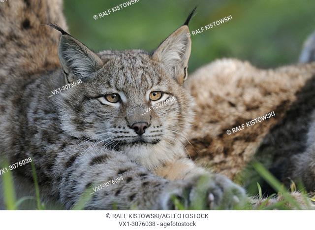 Close-up of an Eurasian Lynx ( Lynx lynx ) stretching after resting, beautiful clear eyes, Europe