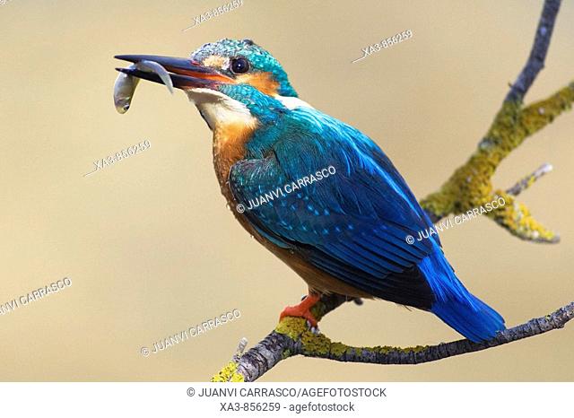 Eurasian kingfisher, Alcedo atthis, perched on a branch with a fish in beak