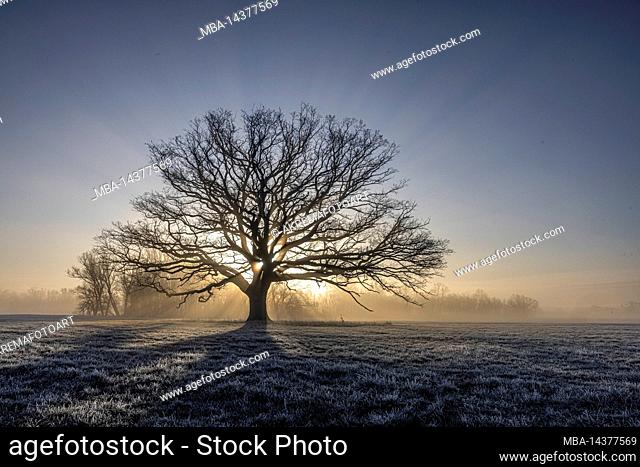 The oak tree in the dike foreland of Bleckede/Radegast in the Elbe floodplain of Lower Saxony in fog and at sunrise